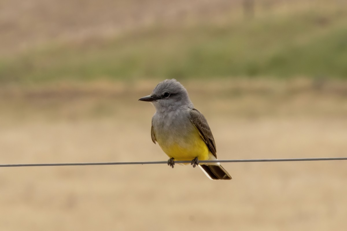 Western Kingbird - ML654082545