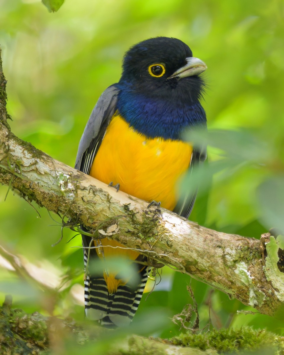 monokkeltrogon - ML654082779