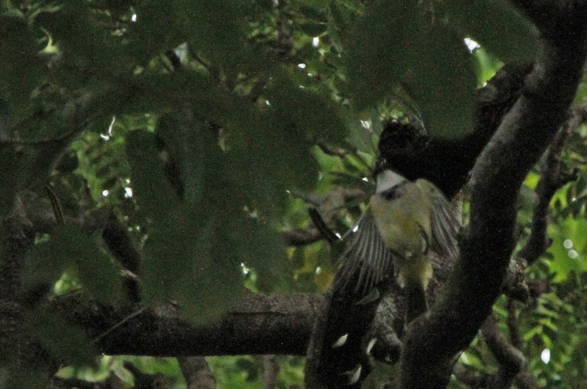 Vanuatu Whistler - ML654083161