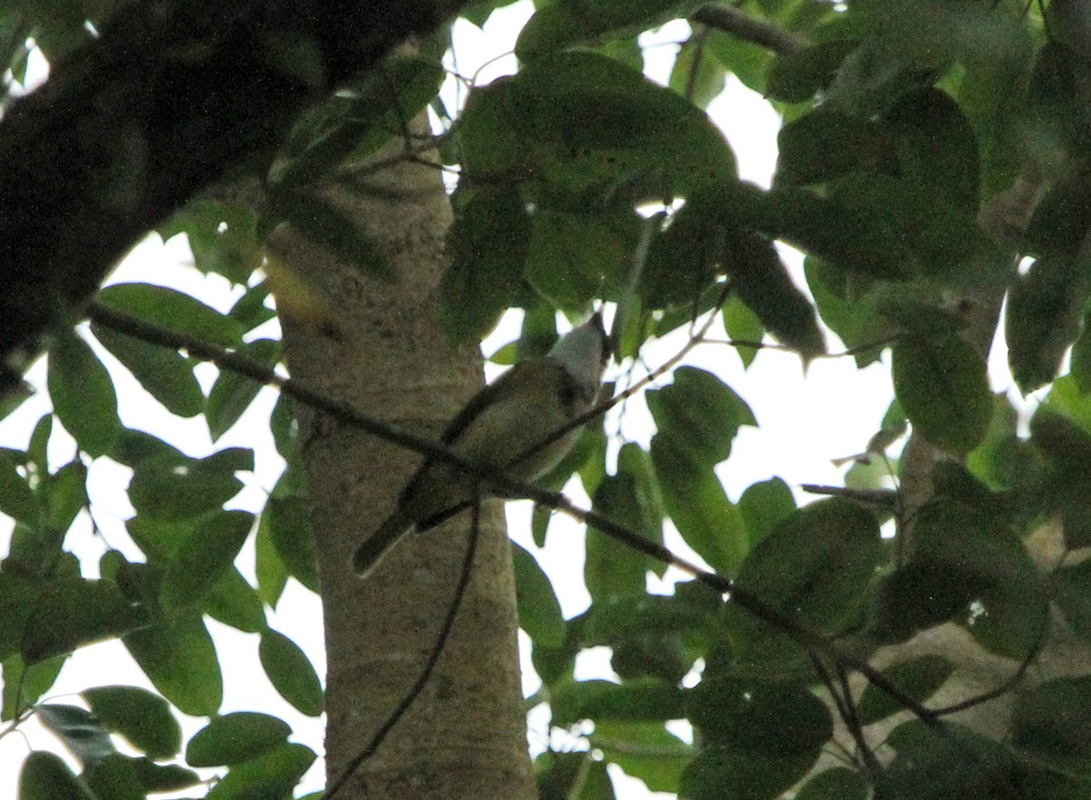 Vanuatu Whistler - ML654083162