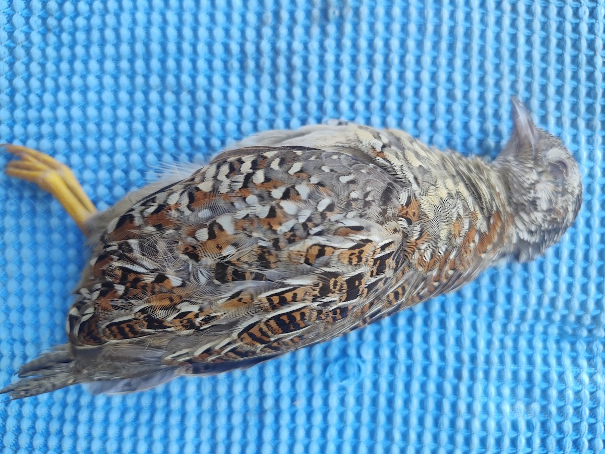 Painted Buttonquail - ML654083302