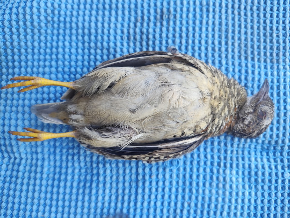 Painted Buttonquail - ML654083303