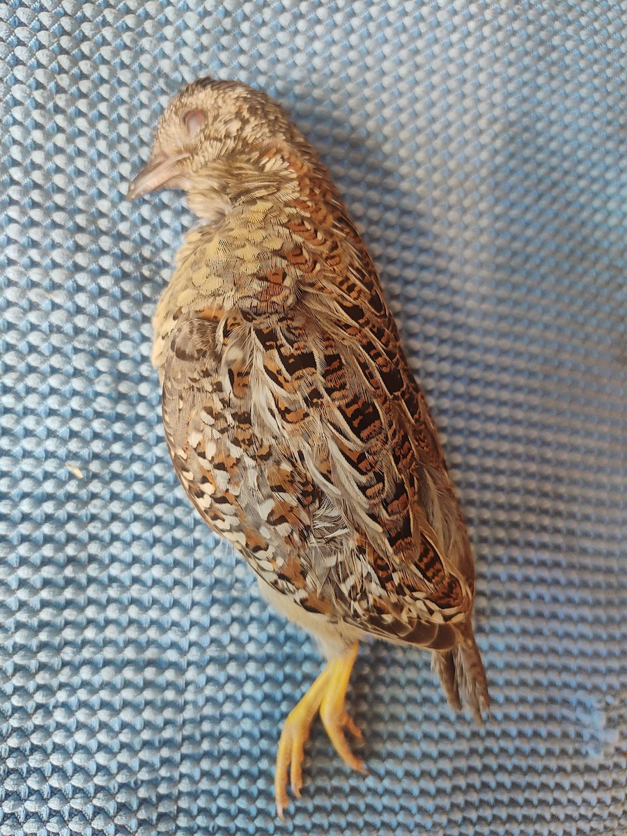Painted Buttonquail - ML654083304