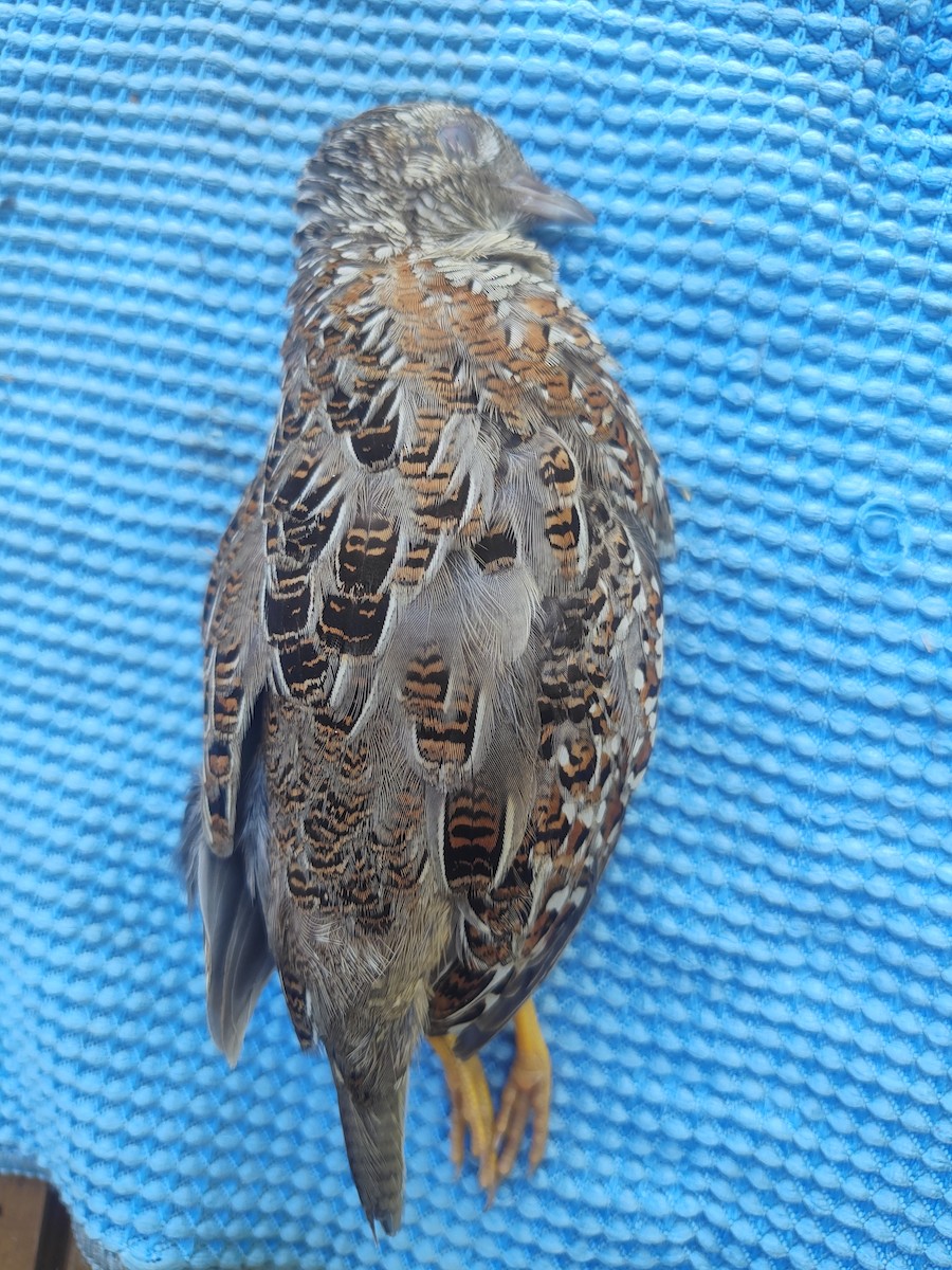 Painted Buttonquail - ML654083305