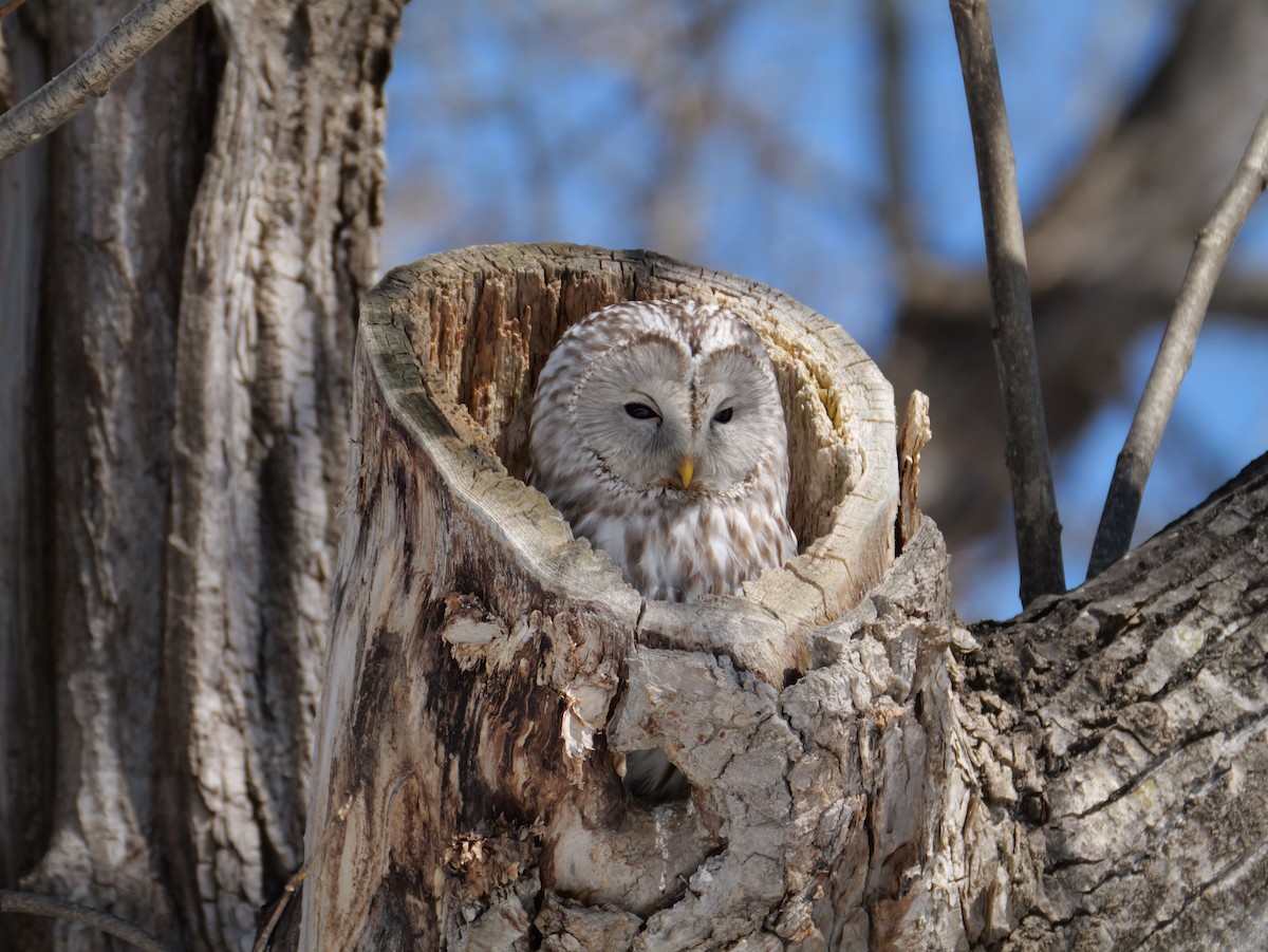 Habichtskauz - ML654086488