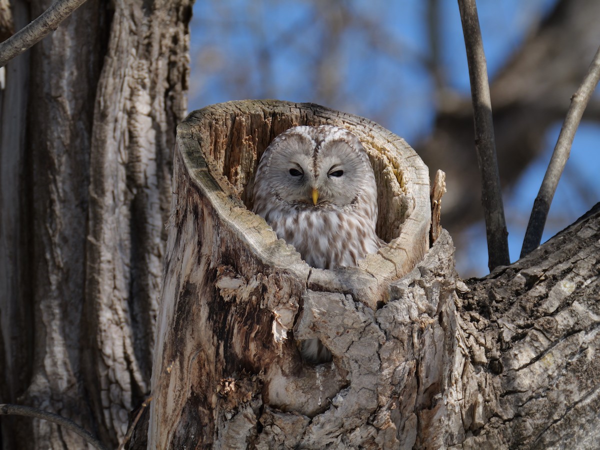 Habichtskauz - ML654086489