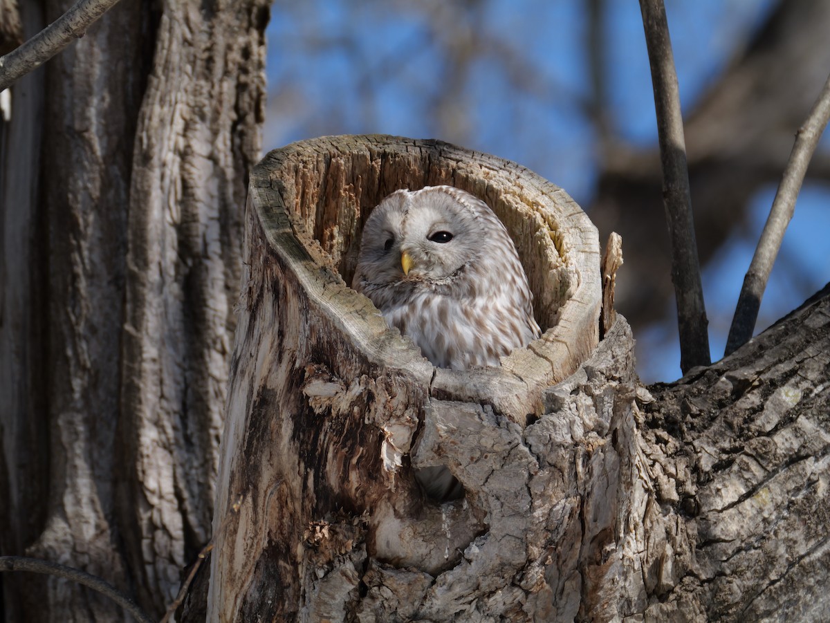 Habichtskauz - ML654086490