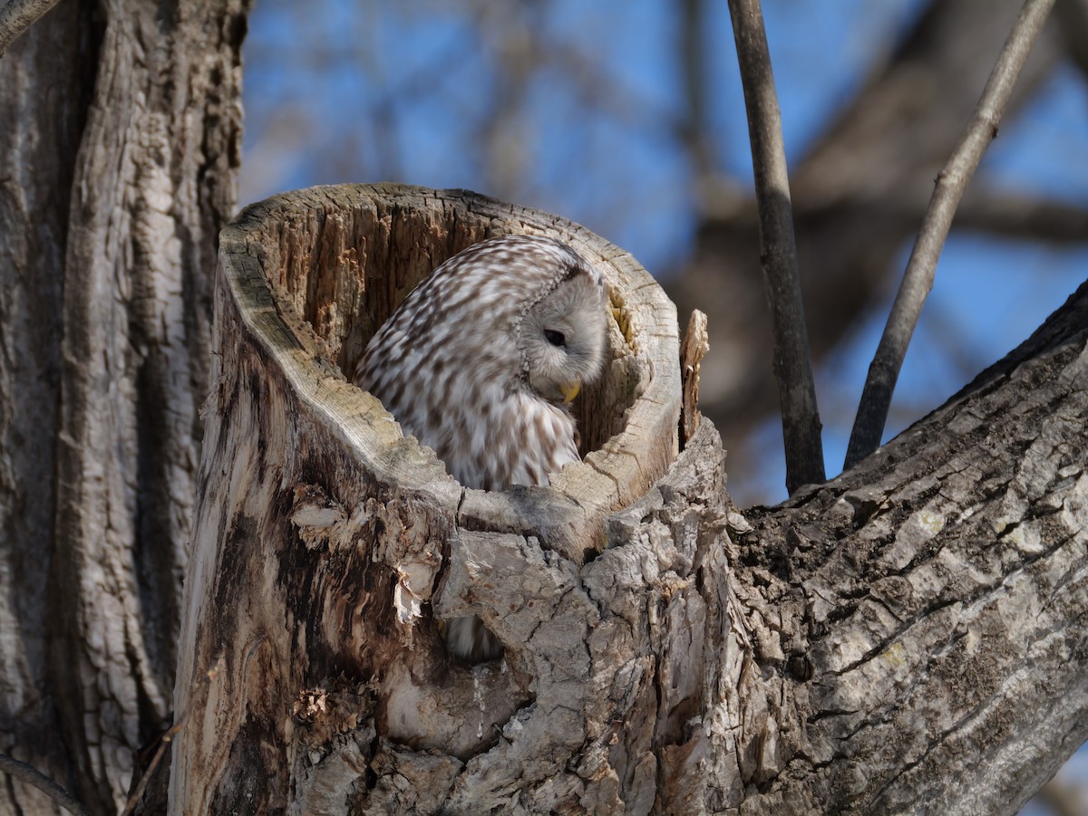 Habichtskauz - ML654086491