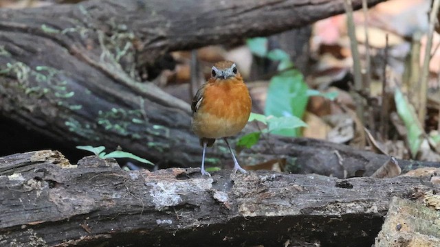 Black-breasted Gnateater - ML654087023
