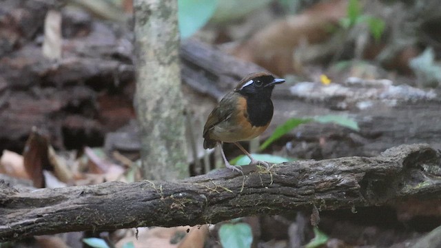 Black-breasted Gnateater - ML654087291