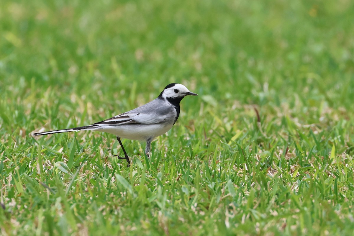 Плиска біла (підвид alba/dukhunensis) - ML654091920