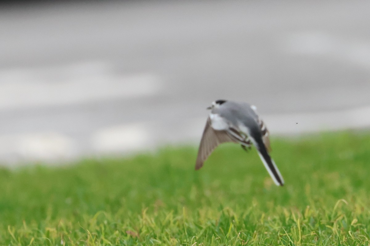 Плиска біла (підвид alba/dukhunensis) - ML654091923