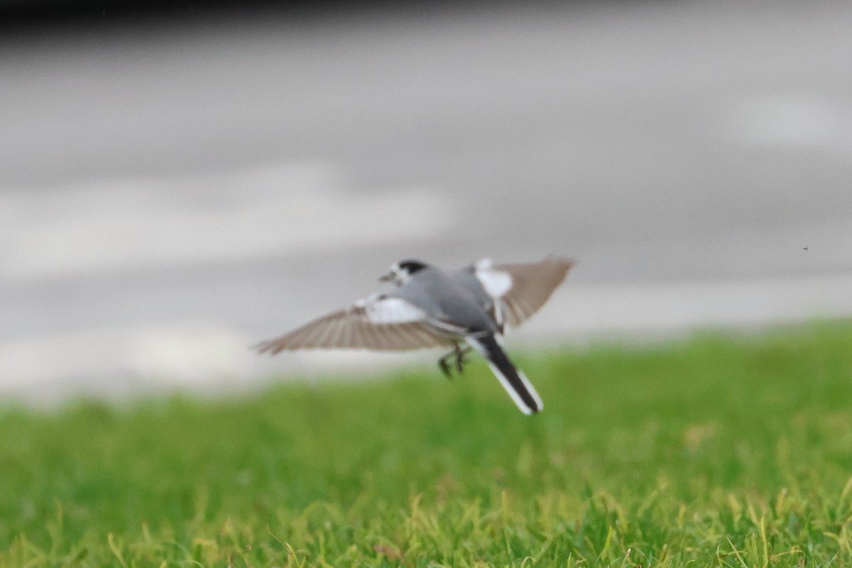 Плиска біла (підвид alba/dukhunensis) - ML654091924