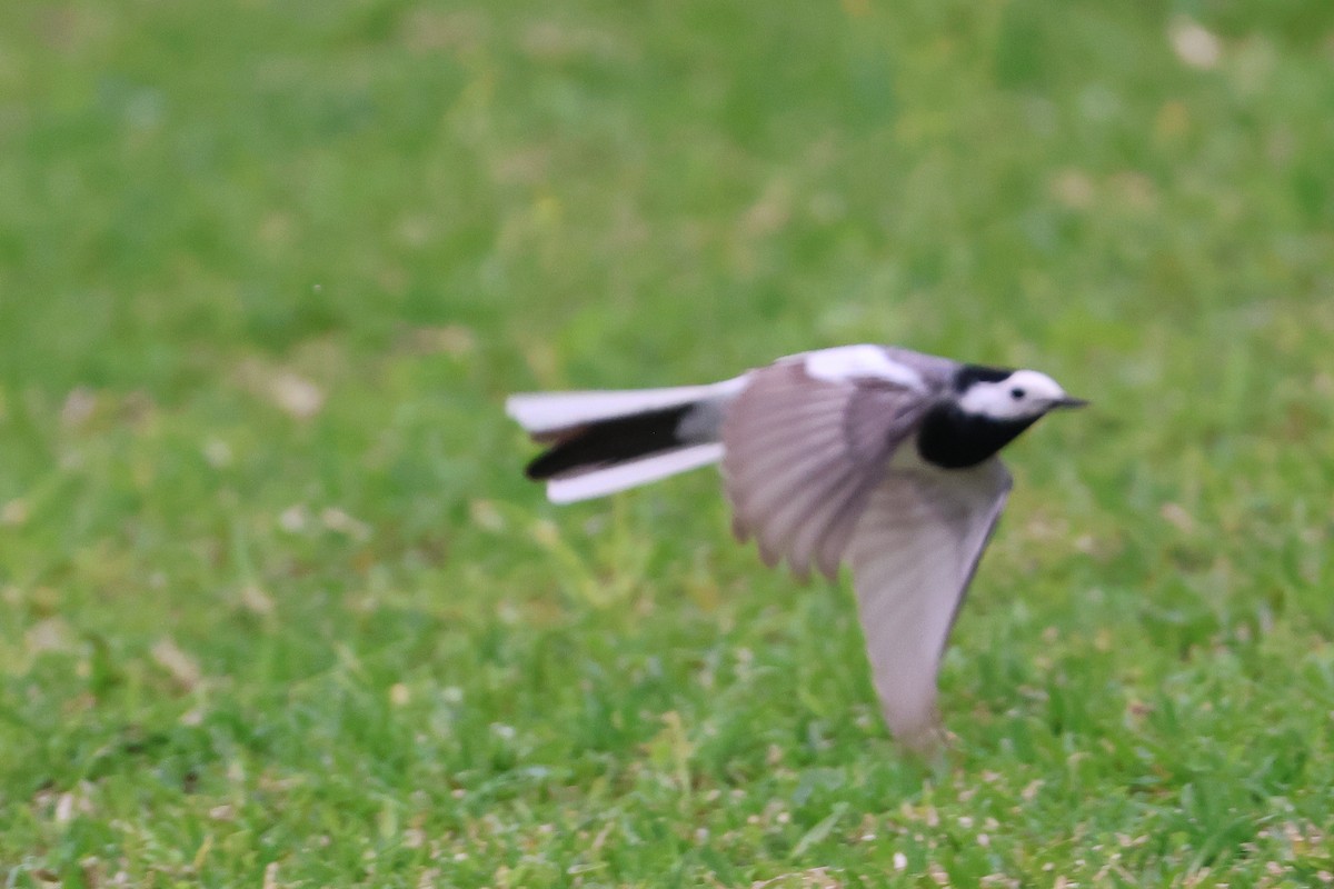 Плиска біла (підвид alba/dukhunensis) - ML654091925