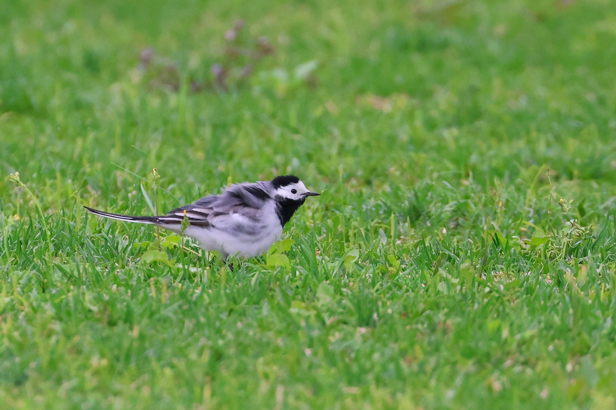Плиска біла (підвид alba/dukhunensis) - ML654091926