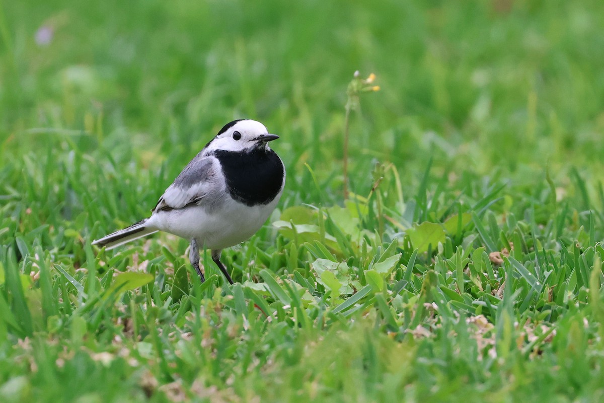 Плиска біла (підвид alba/dukhunensis) - ML654091927