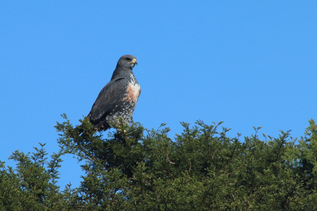 sjakalvåk - ML654092426