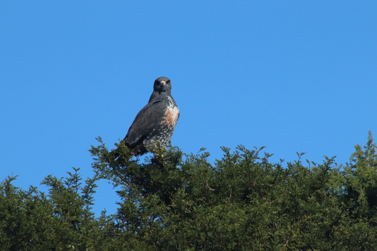 sjakalvåk - ML654092427