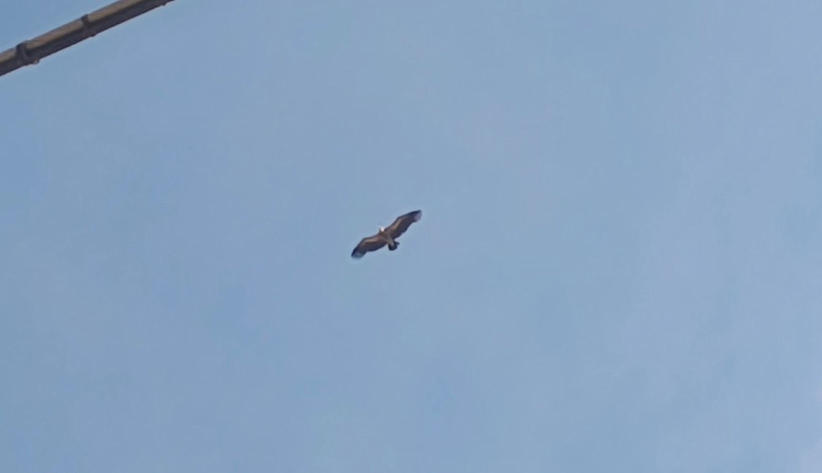 Indian Vulture - ML654096062