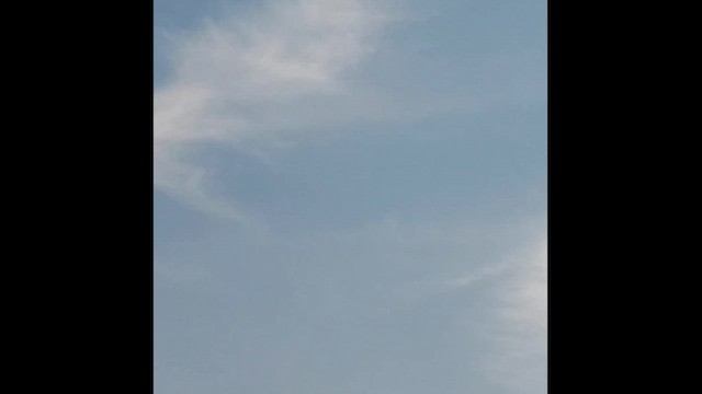 White-eyed Buzzard - ML654096080