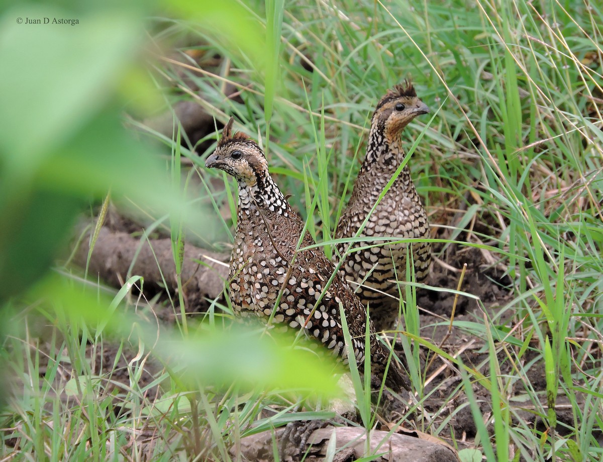 Spot-bellied Bobwhite - ML65409701