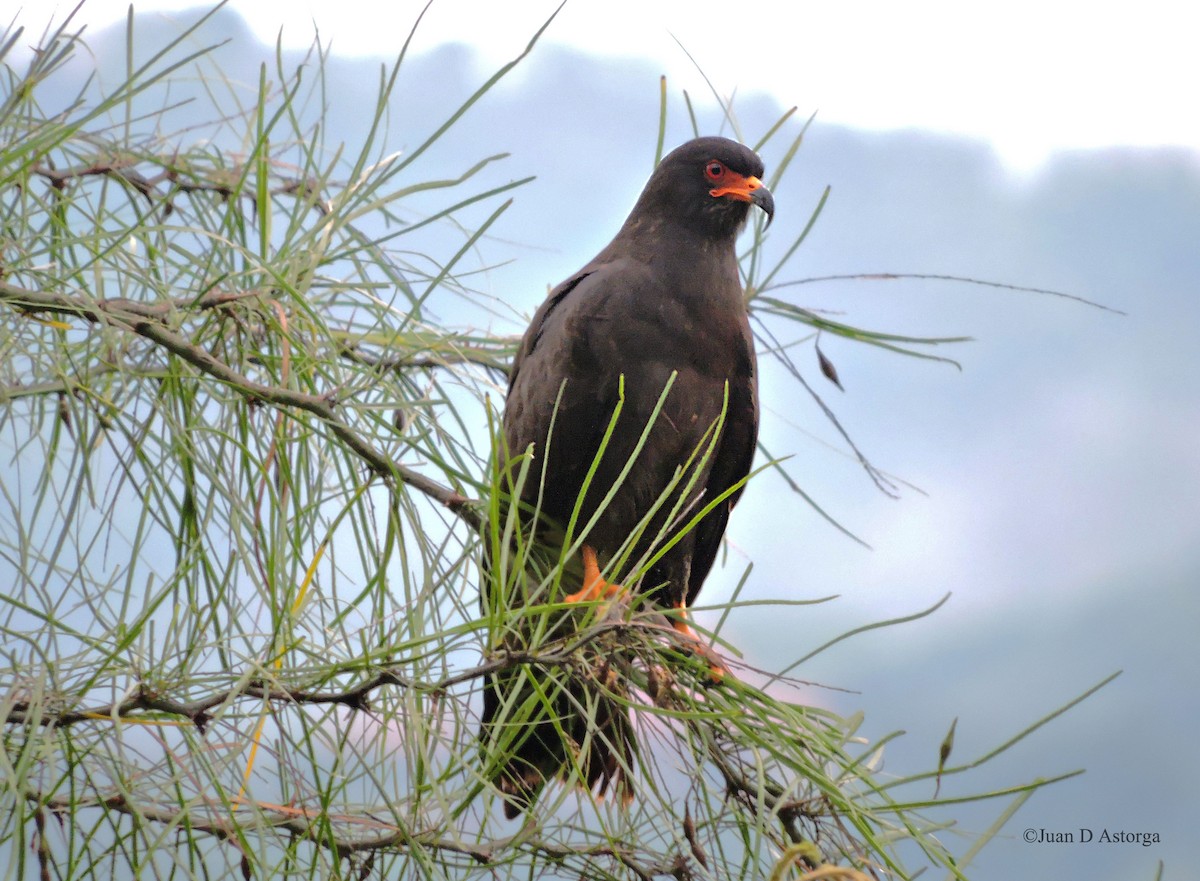 Snail Kite - ML65409781