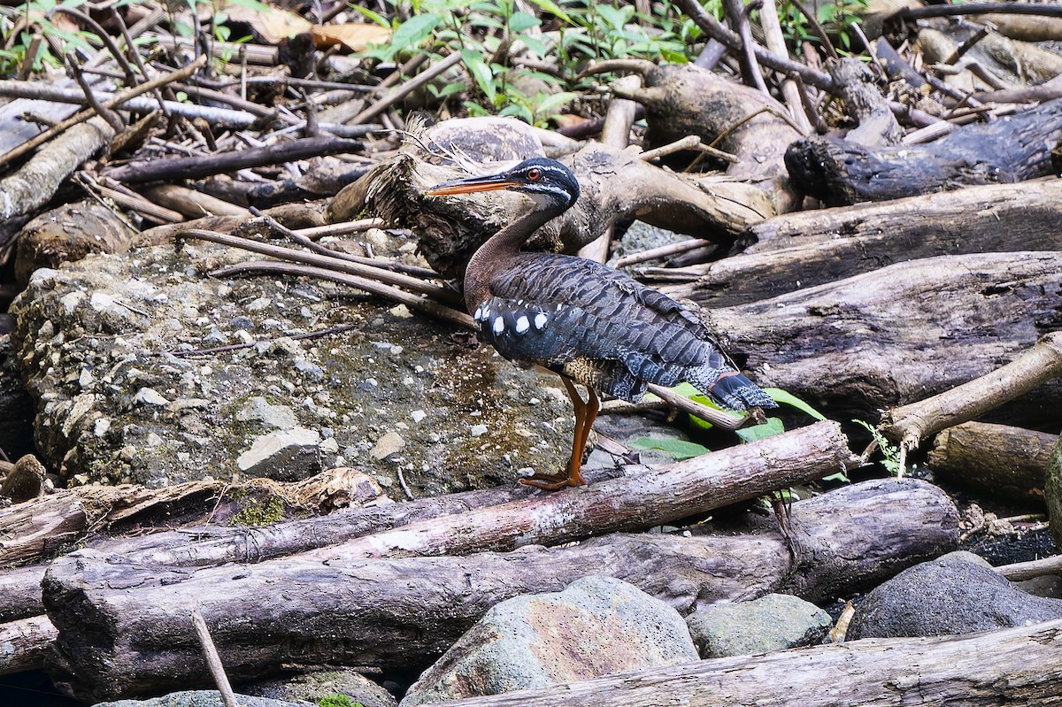 Sunbittern - ML654097840
