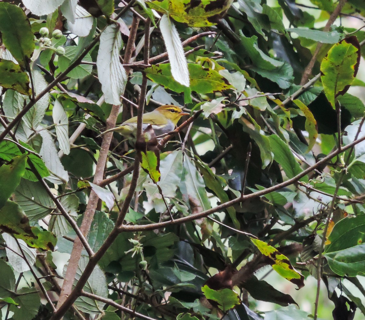 Yellow-throated Woodland-Warbler - ML654098804