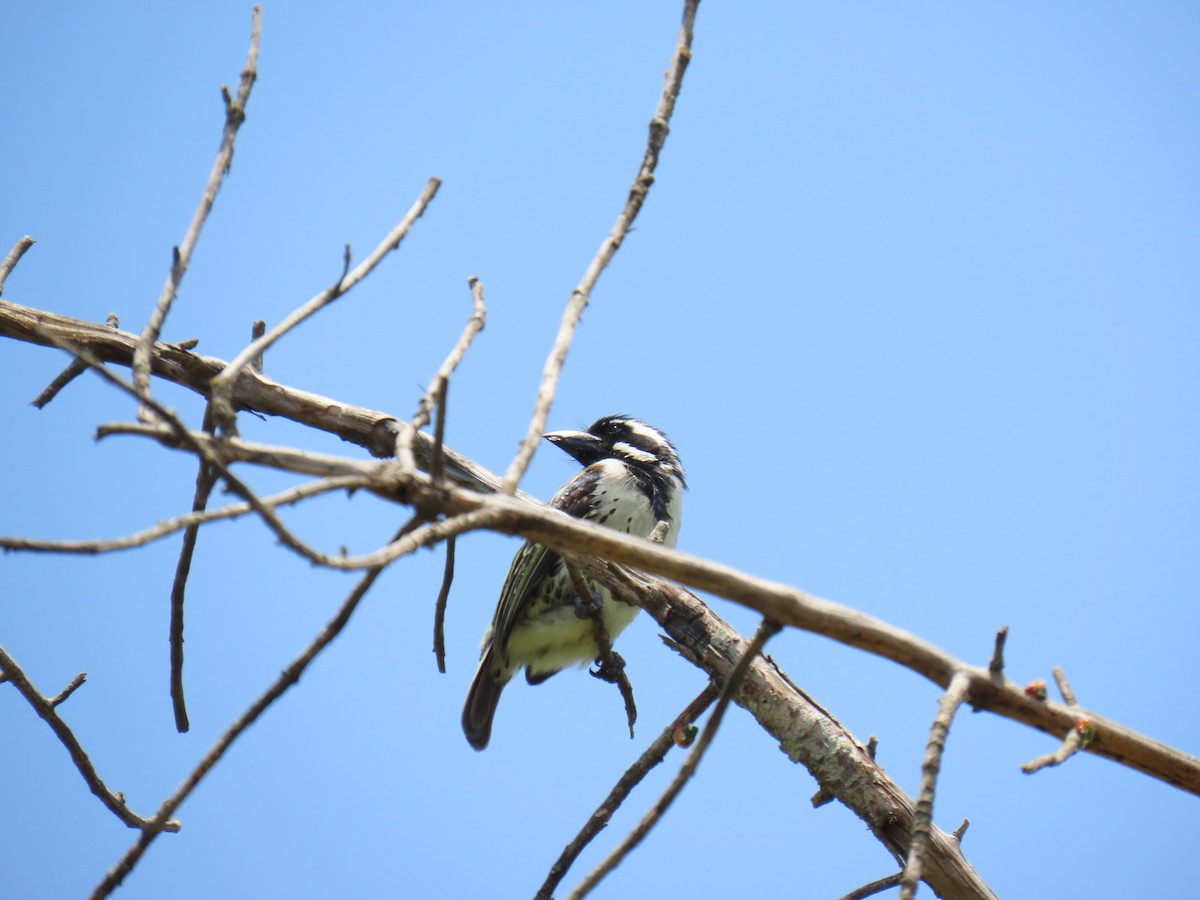 Spot-flanked Barbet - ML654098887