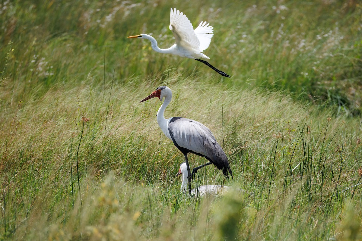 Grulla Carunculada - ML654098917