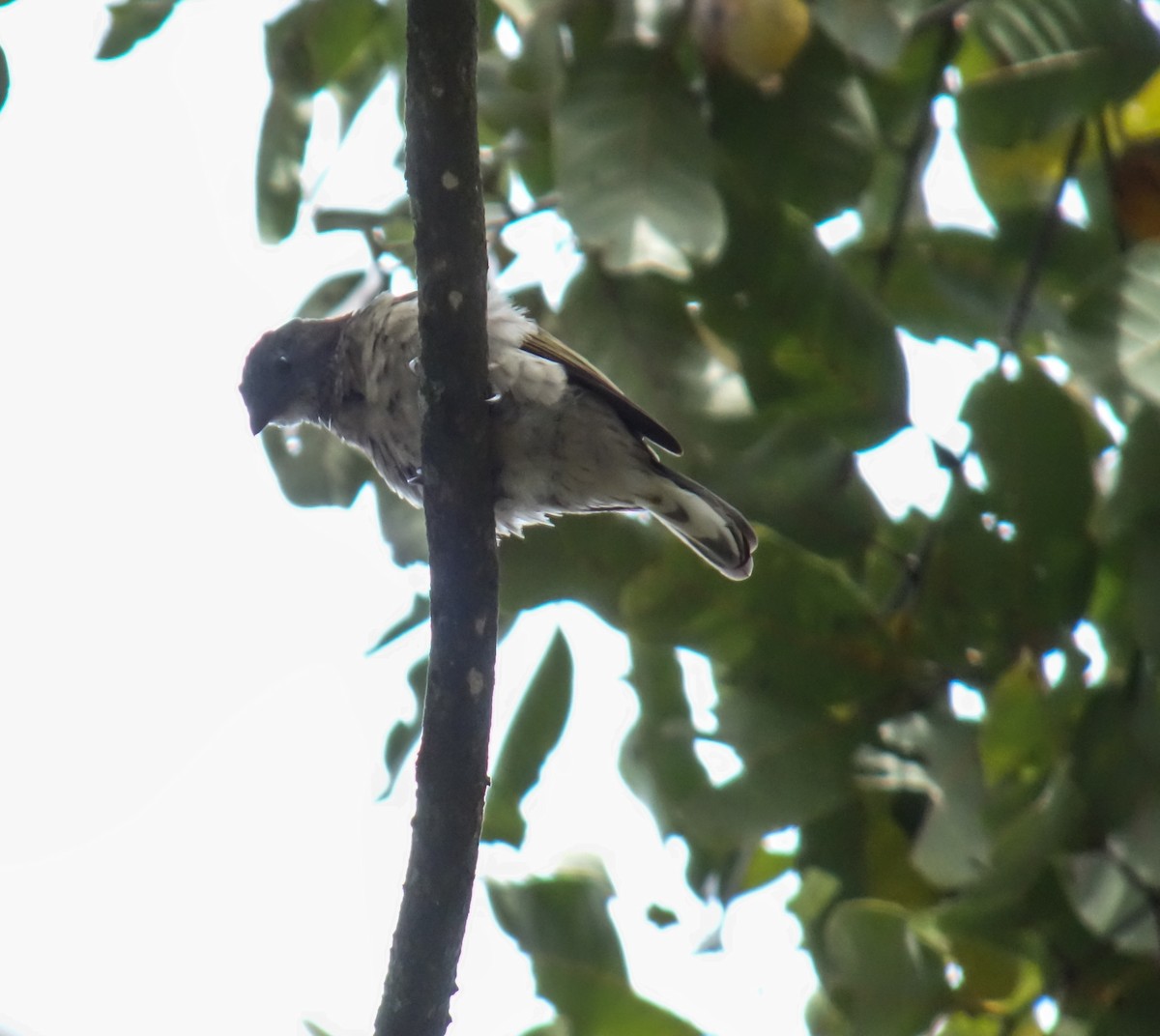Scaly-throated Honeyguide - ML654099075