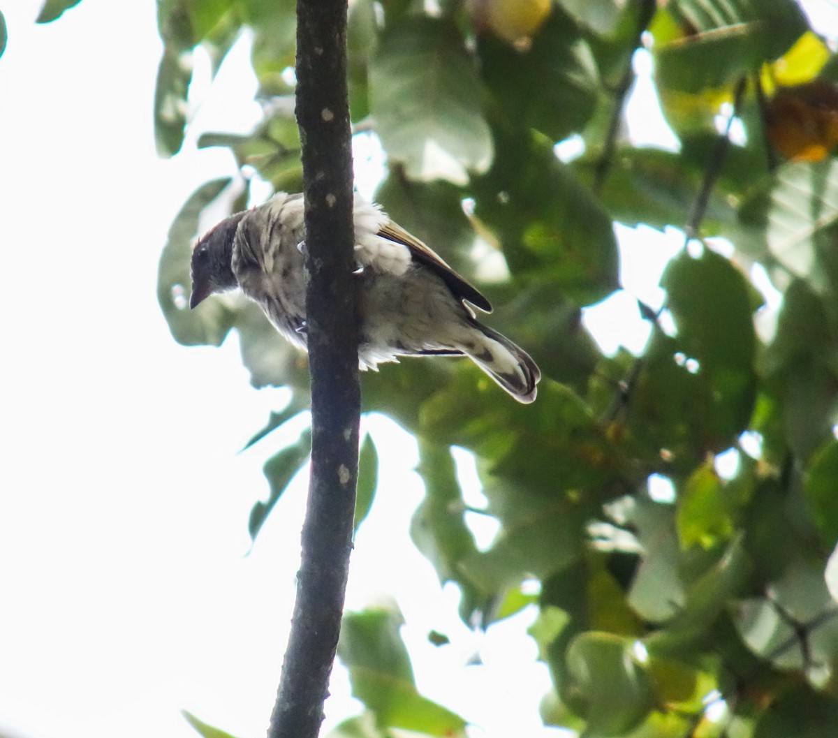 Scaly-throated Honeyguide - ML654099076