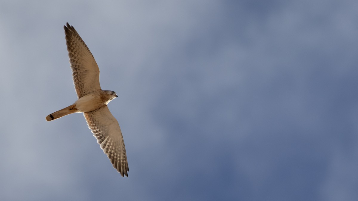 Nankeen Kestrel - ML654099876