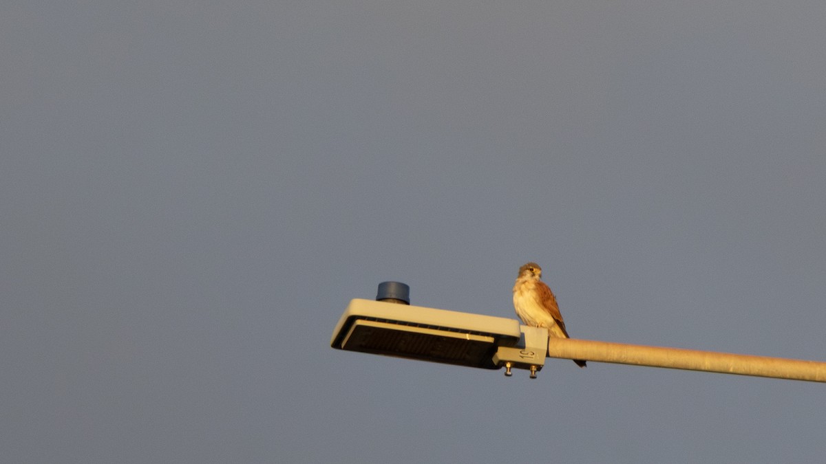Nankeen Kestrel - ML654099877
