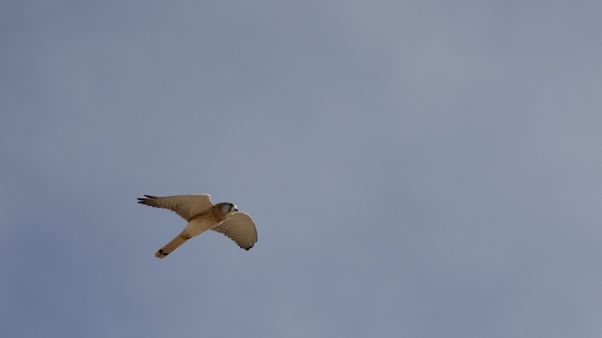 Nankeen Kestrel - ML654099878