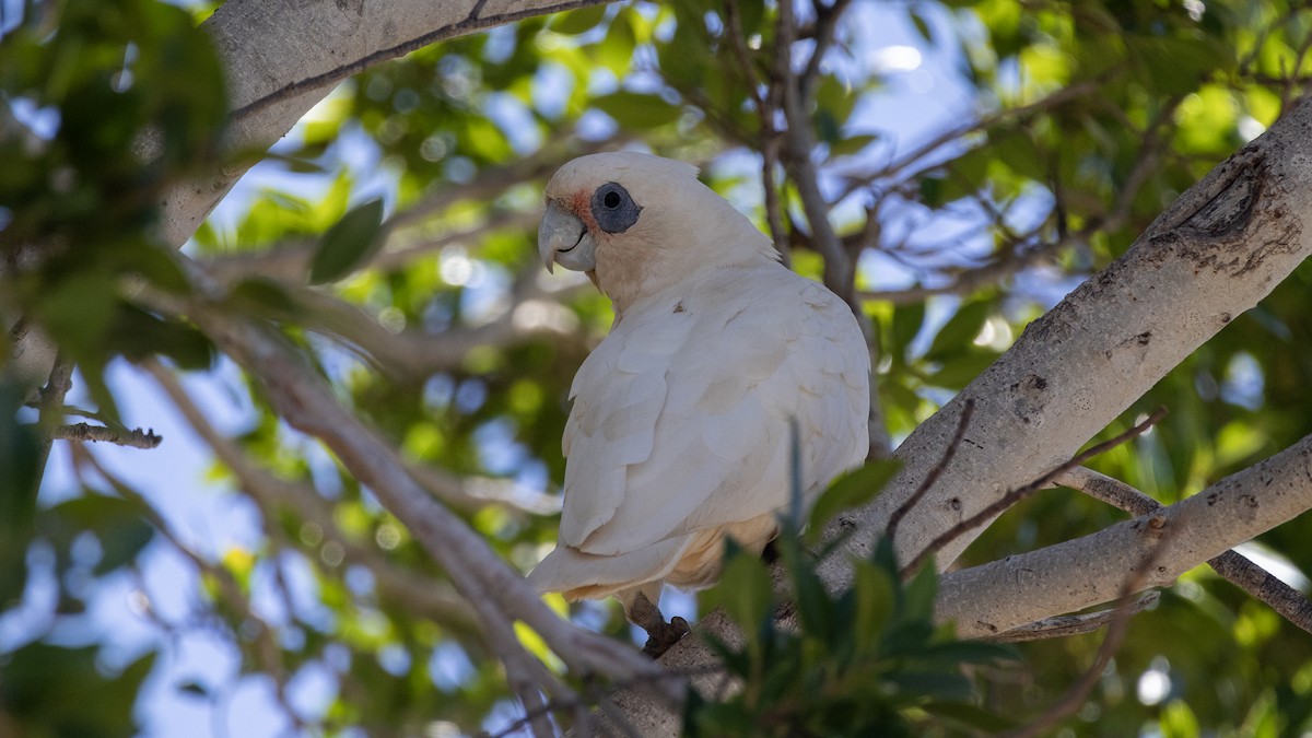 Little Corella - ML654099889