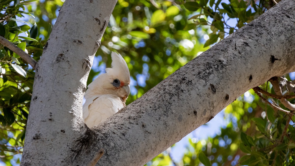 Little Corella - ML654099891