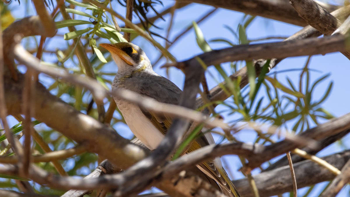 Yellow-throated Miner - ML654099894