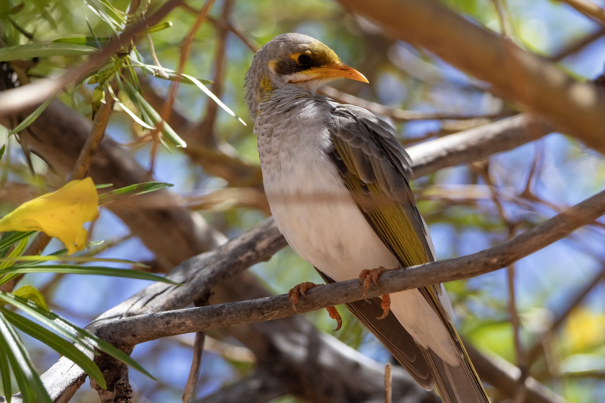 Yellow-throated Miner - ML654099895