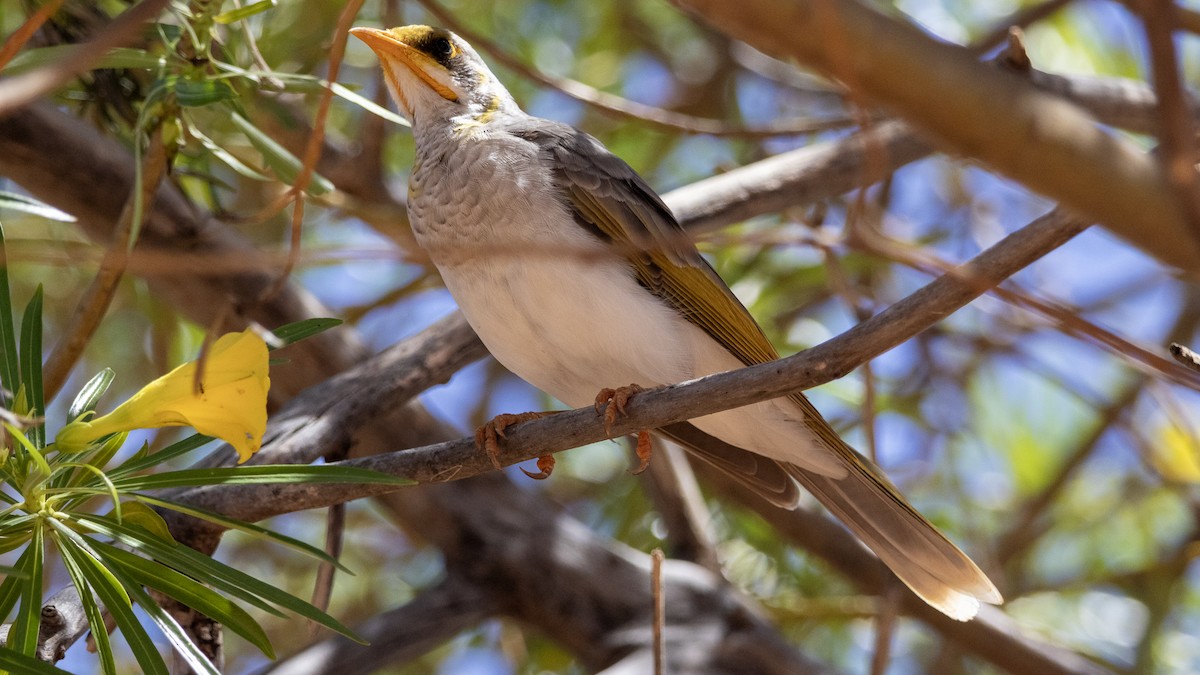 Yellow-throated Miner - ML654099896