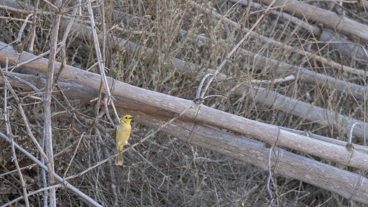 White-plumed Honeyeater - ML654099908