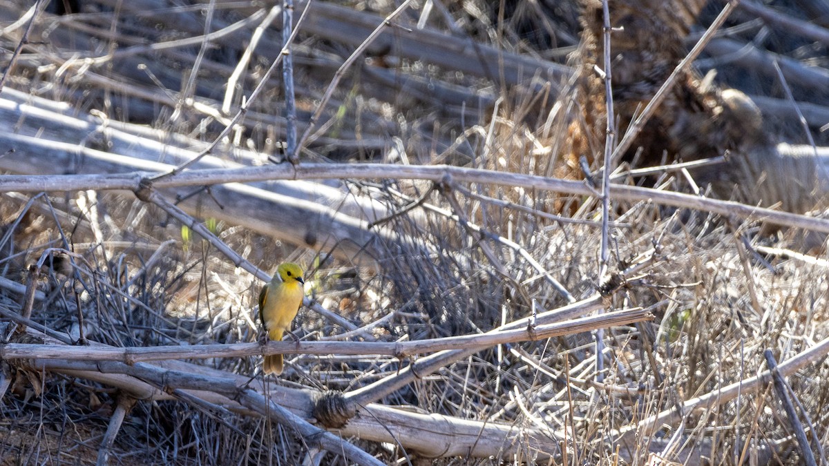 White-plumed Honeyeater - ML654099909
