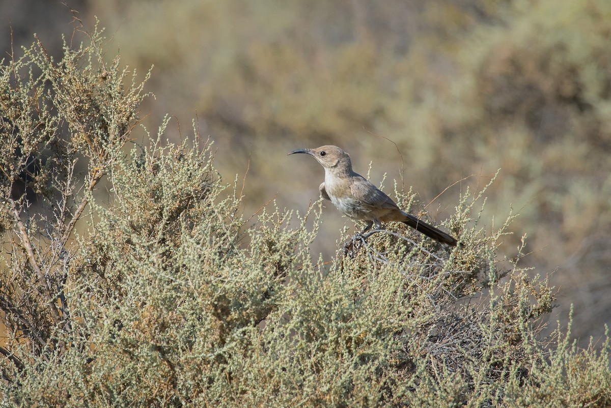 LeConte's Thrasher - ML65410021