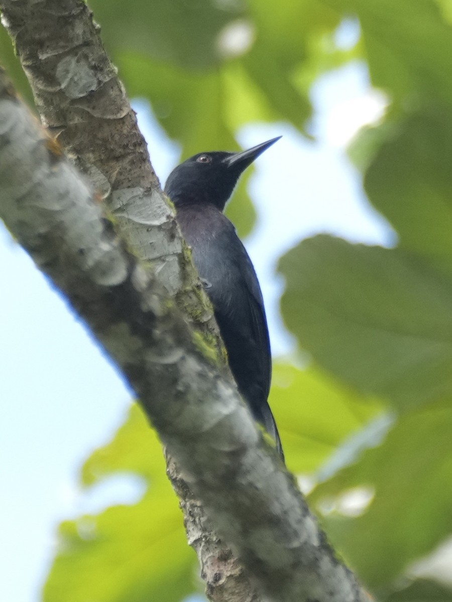 Guadeloupe Woodpecker - ML654100275