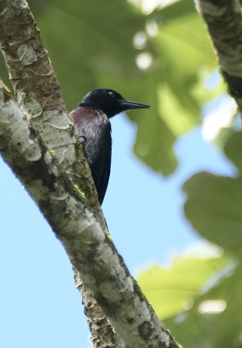 Guadeloupe Woodpecker - ML654100276