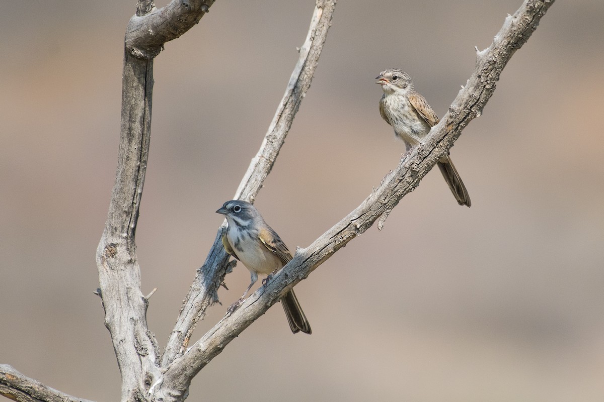 Bell's Sparrow - ML65410061