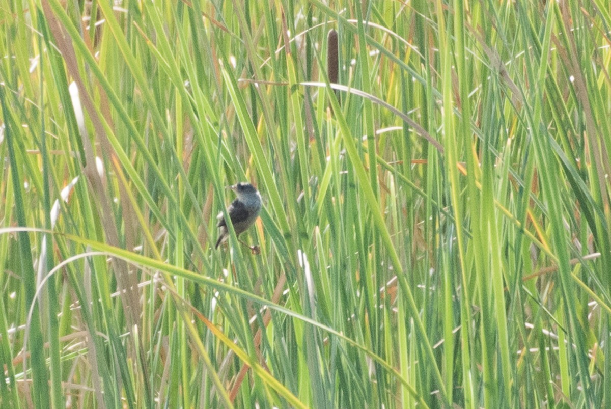 Marsh Wren - Adam Jackson