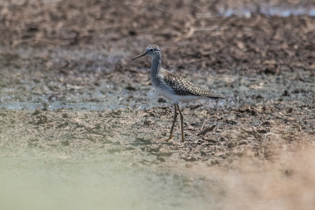 Lesser Yellowlegs - ML65410241