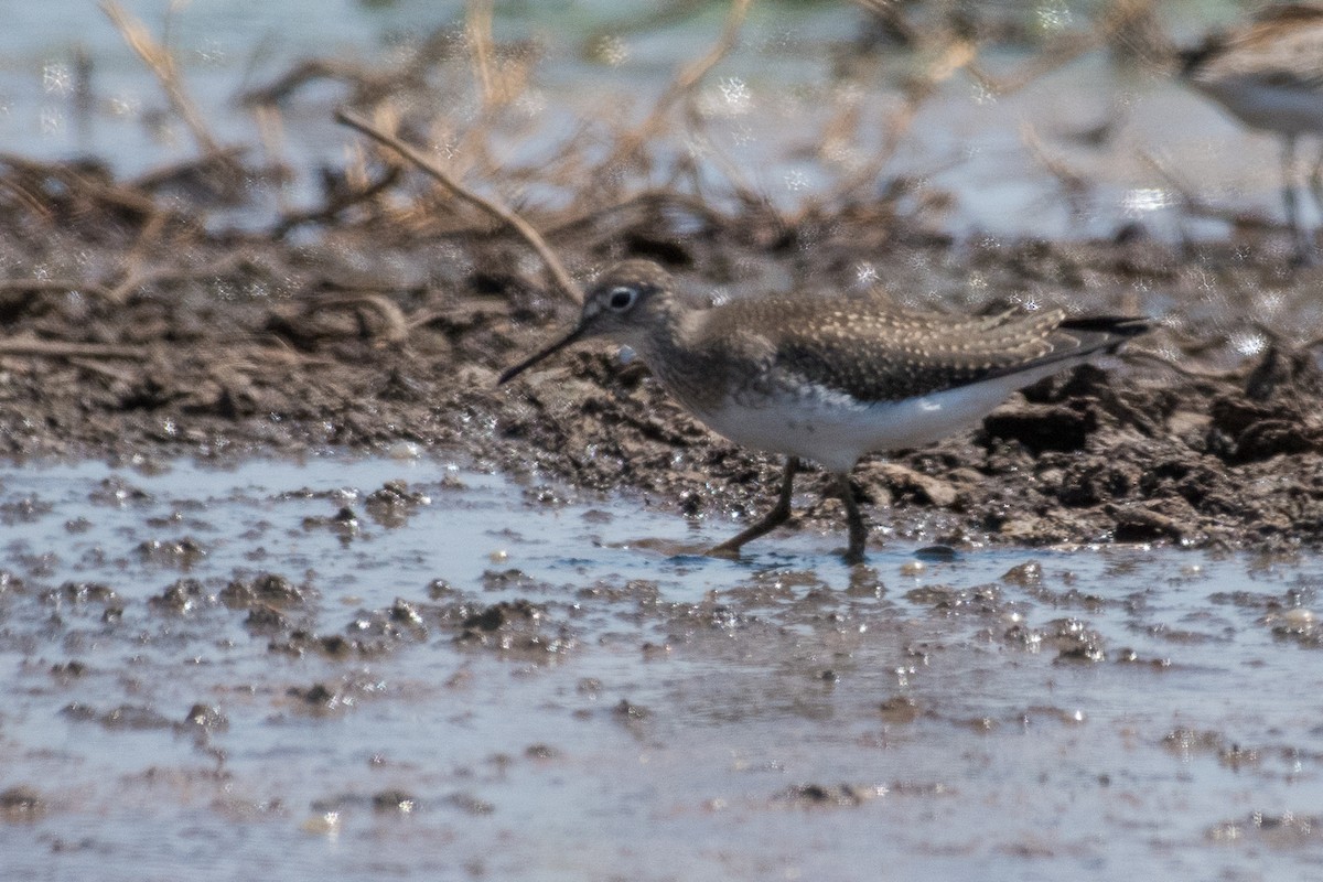 Solitary Sandpiper - ML65410271