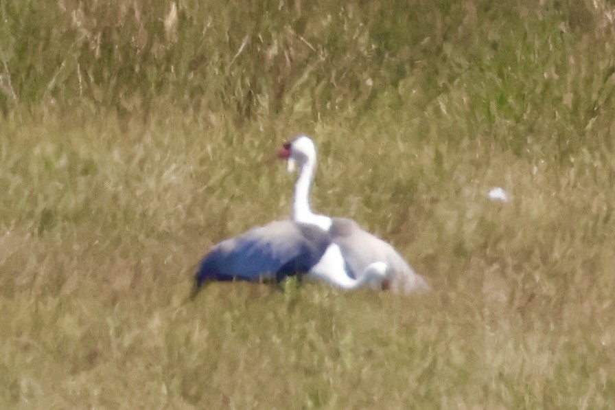 Grulla Carunculada - ML654109286